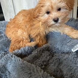 Girl 1 - Tan female Morkie puppy in Madelia, Minnesota from Prairie Farms