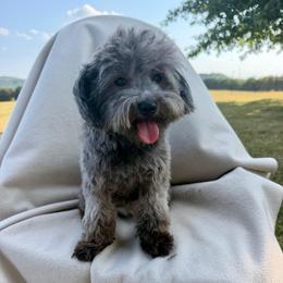 Ava - Miniature Schnauzer