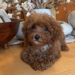 Girl 1 - Red female Cavapoo puppy in Kirksville, Missouri from Show Me Poodles Doodles and Cavaliers