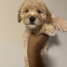 Ralph male poodle - Apricot male Yorkipoo puppy in Gastonia, North Carolina from Dynasty Kennel