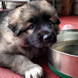 Shiloh Shepherds from Brick Chapel Shilohs