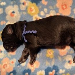 Boy 5 - Royal Blue Collar - First Born - Black male German Shepherd puppy in Valley Springs, South Dakota from Von Pasch German Shepherds