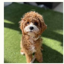 Cavapoo puppies from SoCal Cavapoo's
