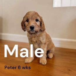 Goldendoodle Puppies from Stacy Warwick