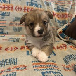 Spark Tail Intact - Red female Pembroke Welsh Corgi puppy in Maupin, Oregon from Bailey Nannini