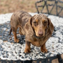 Cash - Dachshund