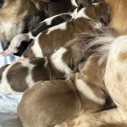 Girl 4 - Piebald female Dachshund puppy in Alice, Texas from Crimson’s longhair Dachshunds