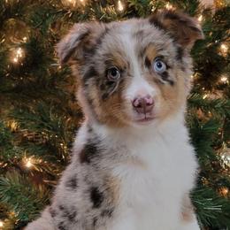 Rocky - Red merle male Miniature Australian Shepherd puppy in Missouri from B&M Cottonwood Canines
