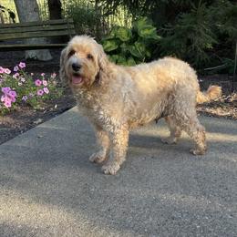 Mindie - Goldendoodle