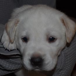Nevada Kisses - Yellow female Labrador Retriever puppy in Spring Creek, Nevada from Badland Kennel