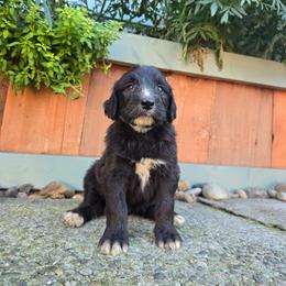 Muncher - Parti male Saint Berdoodle puppy in Castle Rock, Washington from PNW Saint Berdoodles