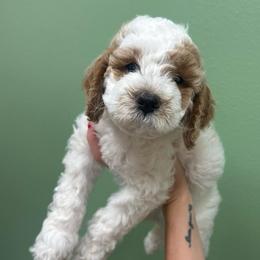 Dakota - Parti male Goldendoodle puppy in Bellevue, Iowa from River Town Doodles