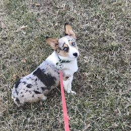 Tucker - American Corgi