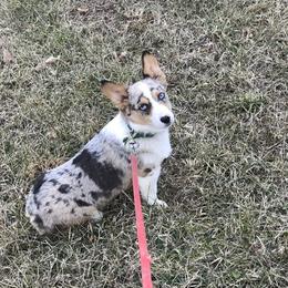 Tucker - American Corgi