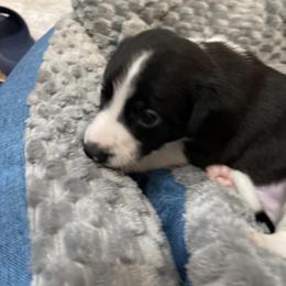 Jon - Black and white male Companion Cross puppy in Harlingen, Texas from Sincity Dogs Hobby Kennel
