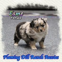 Esme - Blue merle female Toy Australian Shepherd puppy in Forestburg, Texas from Flaming Dill Ranch Aussies
