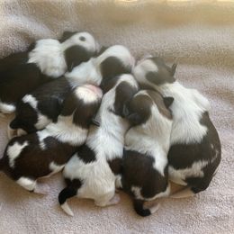 Shih Tzu Puppies from Willow Lane Shih Tzus