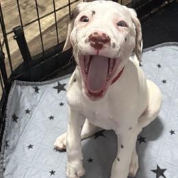 Eve - White and liver brown female Dalmatian puppy in Hastings, Florida from Love My Spotty Dalmatians