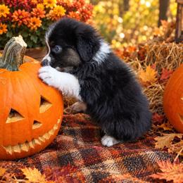 Waylon (green collar) - Black tri-color male Australian Shepherd puppy in Okeechobee, Florida from Rothsolid Aussies