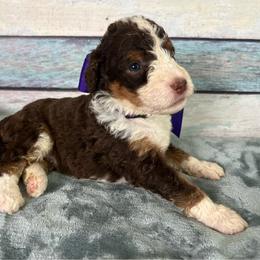 Purple Girl - Brown female Bernedoodle puppy in The Woodlands, Texas from Gracie's Goldendoodles and Bernedoodles of The Woodlands