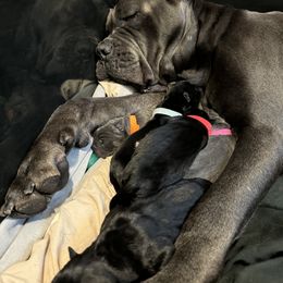 Cane Corso Puppies from KingWood Cane Corso
