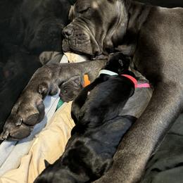 Cane Corso Puppies from KingWood Cane Corso