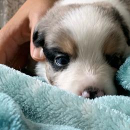 Nahko, Blue Merle Mini Aussie with Tail and 2 Blue Eyes - Blue merle male Miniature Australian Shepherd puppy in Douglas, Arizona from Starry-Eyed Mini Aussies with Tails