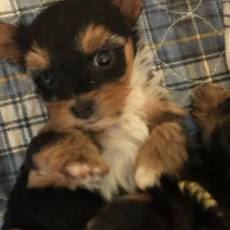 Yorkshire Terrier Puppies from Jackie Jenny’s Precious Yorkies