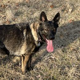 Gemma - German Shepherd