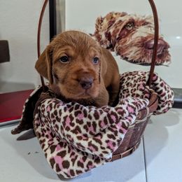 Girl 2 - Golden rust female Wirehaired Vizsla puppy in Talihina, Oklahoma from Buffalo Creek Kennel