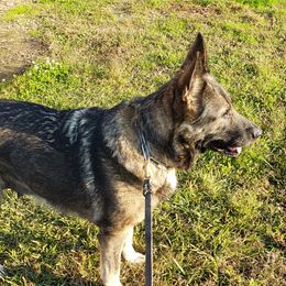 Banshee - German Shepherd