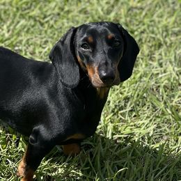 Dachshunds from Frade Family Farm