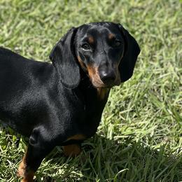 Dachshunds from Frade Family Farm