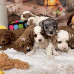 MARBLE - Merle male Cavapoo puppy in Dickerson, Maryland from Pawsome Aussie Doodles and Oodles