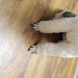 Princess  - Poodle