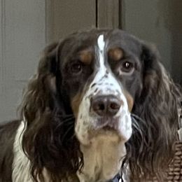 Rudy - English Springer Spaniel