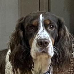 Rudy - English Springer Spaniel