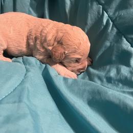 Girl 1 - Cream female Poodle puppy in Whigham, Georgia from Moonlight Poodles