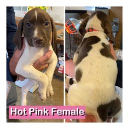 Girl 1 - Liver roan female German Shorthaired Pointer puppy in Beaverdam, Virginia from Harts Hill Kennel