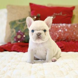 Powder puff - Cream female French Bulldog puppy in Shields, Michigan from Mid-Michigan Frenchies