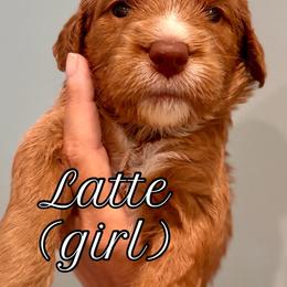 Latte (girl, Yellow collar) - Red  female Goldendoodle puppy in Guntersville, Alabama from Carefree Goldendoodles