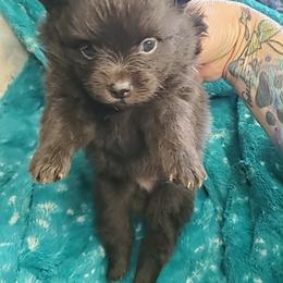 Boy 5 - Black male Pomeranian puppy in Tulsa County, Oklahoma from CP Kennels