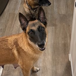Lady - Belgian Malinois