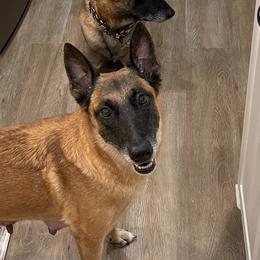 Lady - Belgian Malinois