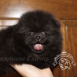 Pomeranian Puppies from Pomeranian Empire