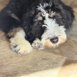 Mika - female Golden Mountain Doodle puppy in Twin Falls, Idaho from Burrow & Bone