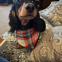 Fritz - Black and tan male Dachshund puppy in Paducah, Kentucky from Donette's Doxies