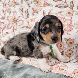 Toddy - Dapple male Dachshund puppy in Anaconda, Montana from Williams Family Dachshunds