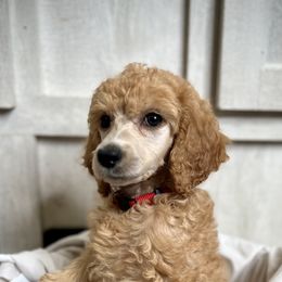 Red Collar - Red  Poodle puppy in Melbourne, Florida from A&J Poodles