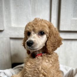 Red Collar - Red  Poodle puppy in Melbourne, Florida from A&J Poodles